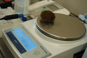 urchin weight watcher