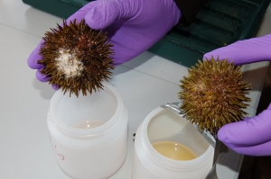 spawning urchins
